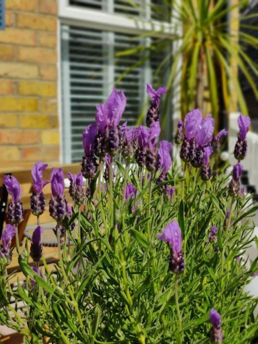 May Cottage - Heart Of Vibrant Village & 10 Mins Walk To Beach Milford on Sea Exterior foto